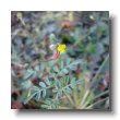 strigose birds-foot trefoil